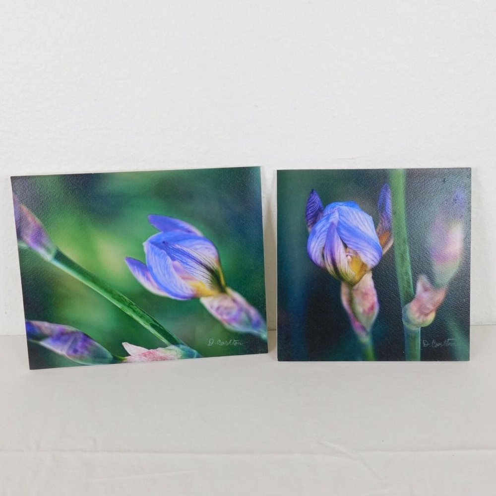 Purple Iris Flower Color Photography Lot of 2 Print Foam Board Botanical Nature
